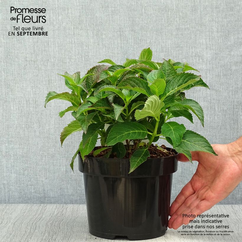Amostra de Hortênsia serrata Annie's Blue Vaso de 2 L/3 L tal como entregue no outono