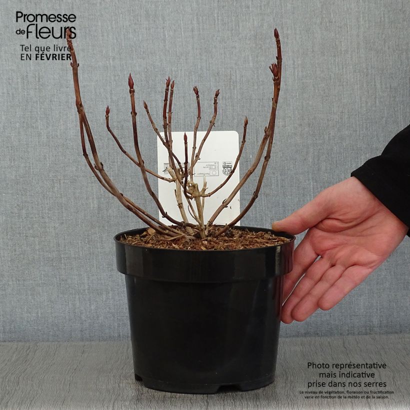 Amostra de Hortensia serrata Annie's Blue Vaso de 2 L/3 L tal como entregue no inverno