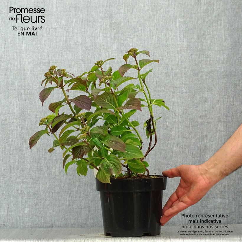 Amostra de Hortênsia serrata Annie's Blue Vaso de 2 L/3 L tal como entregue na primavera