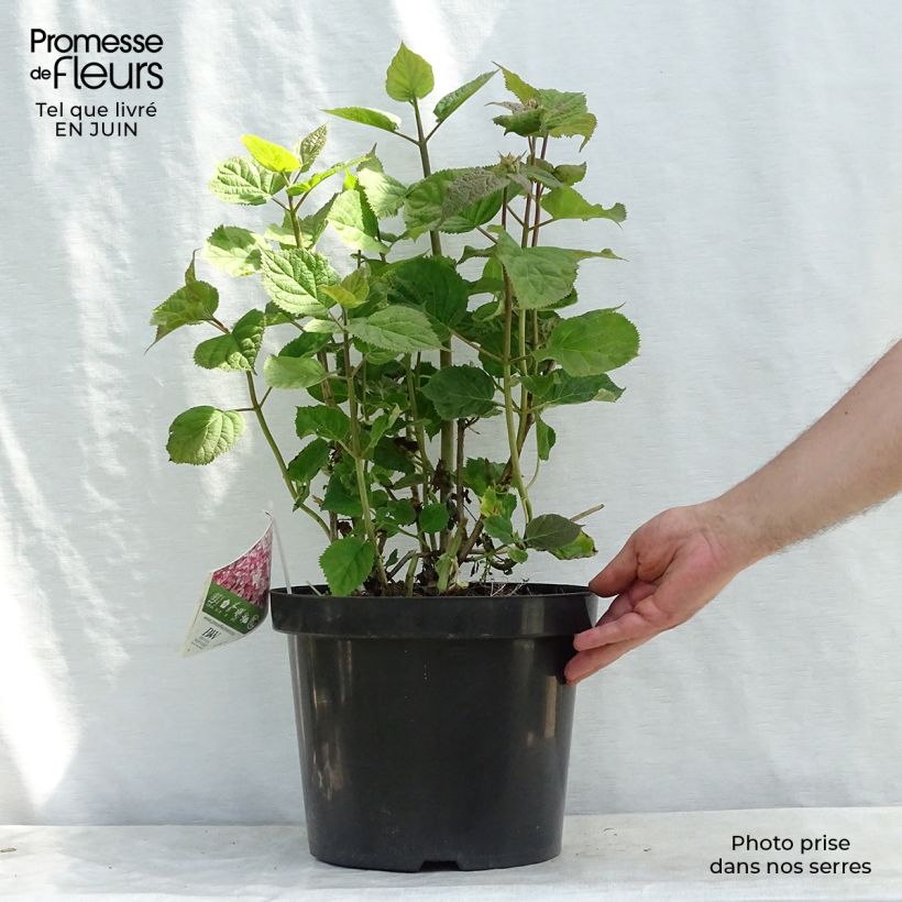 Amostra de Hortênsia arborescens Sweet Annabelle Vaso de 7,5 L/10 L tal como entregue no verão