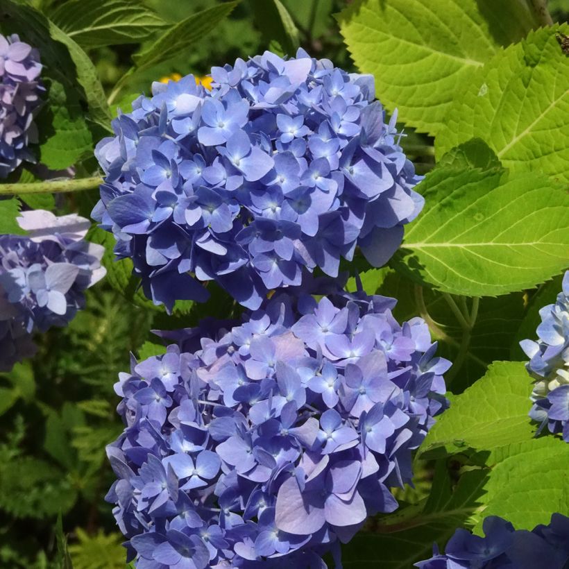 Hortênsia macrophylla Endless Summer The Original Azul (Floração)