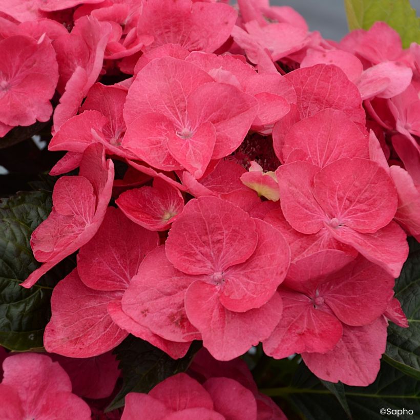 Hortênsia macrophylla Dolce Fragola (Floração)