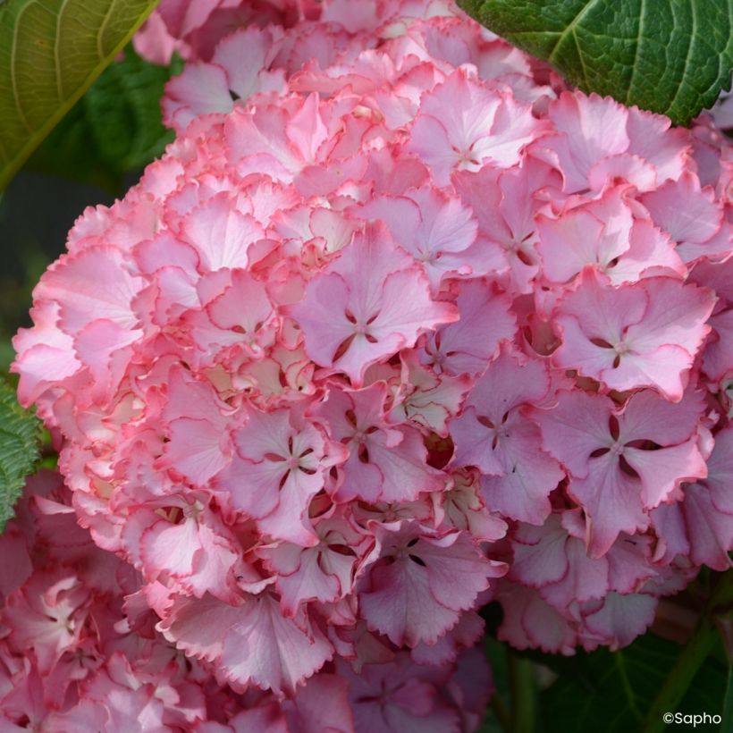 Hortênsia macrophylla So Long Sunny (Floração)