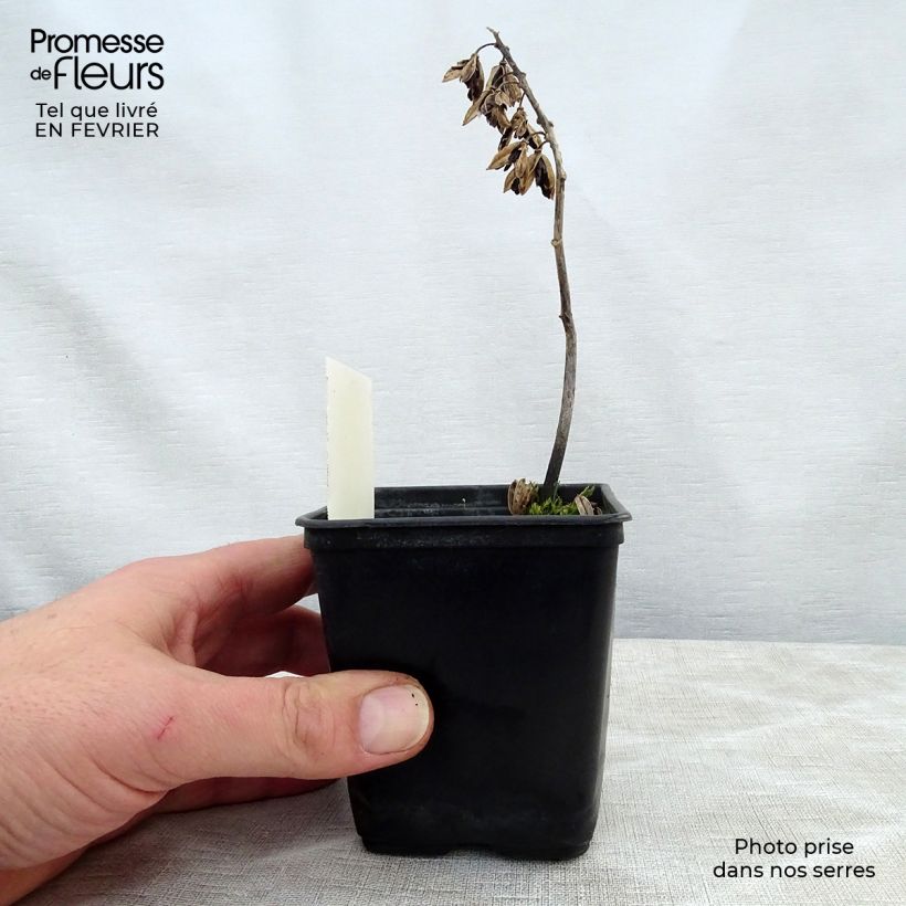 Amostra de Hosta Abiqua Ariel Vaso de 8/9 cm tal como entregue no inverno