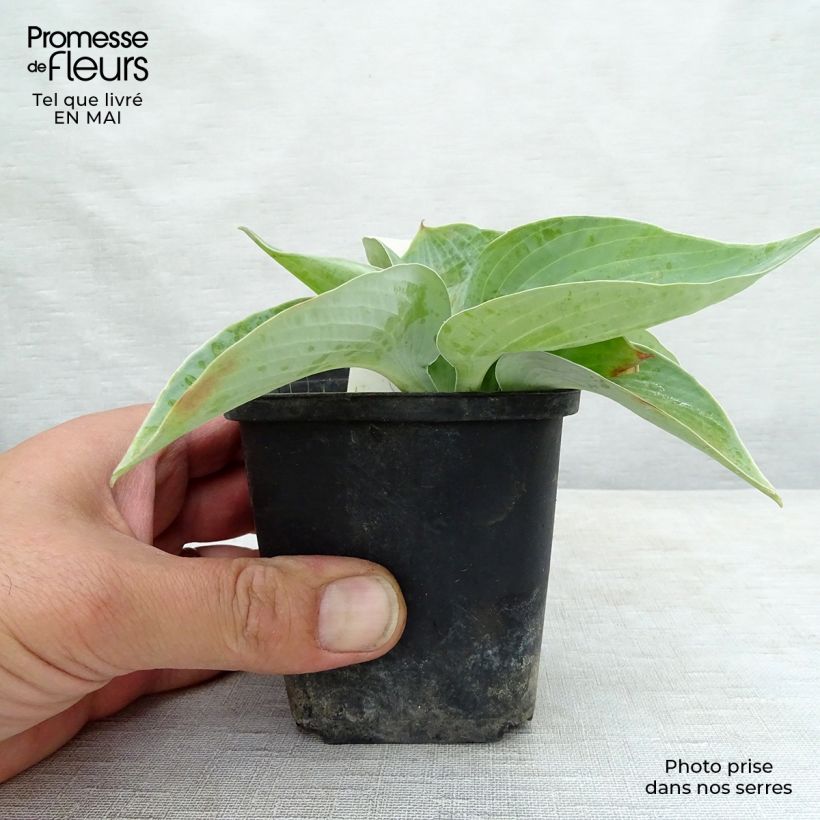 Amostra de Hosta Abiqua Ariel Vaso de 8/9 cm tal como entregue na primavera