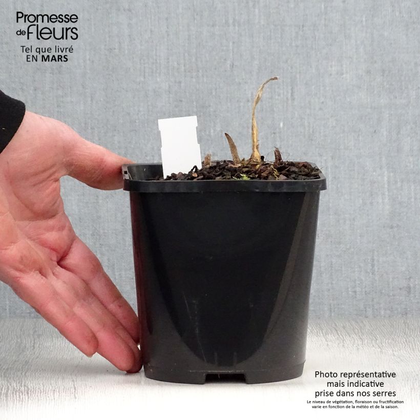 Amostra de Hosta fortunei Allegan Fog Vaso de 1,5 L/2 L tal como entregue na primavera