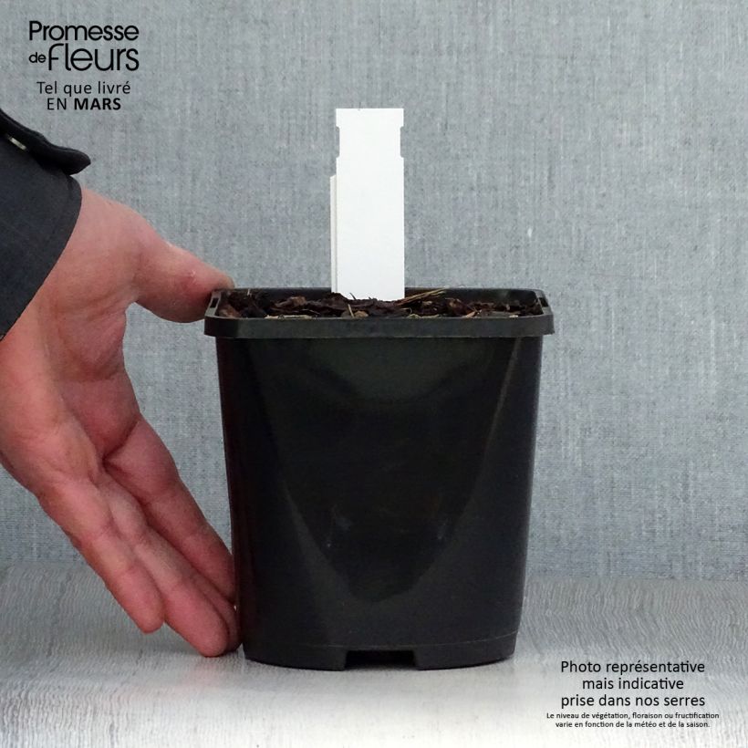 Amostra de Hosta Alligator Alley Vaso de 1,5 L/2 L tal como entregue na primavera