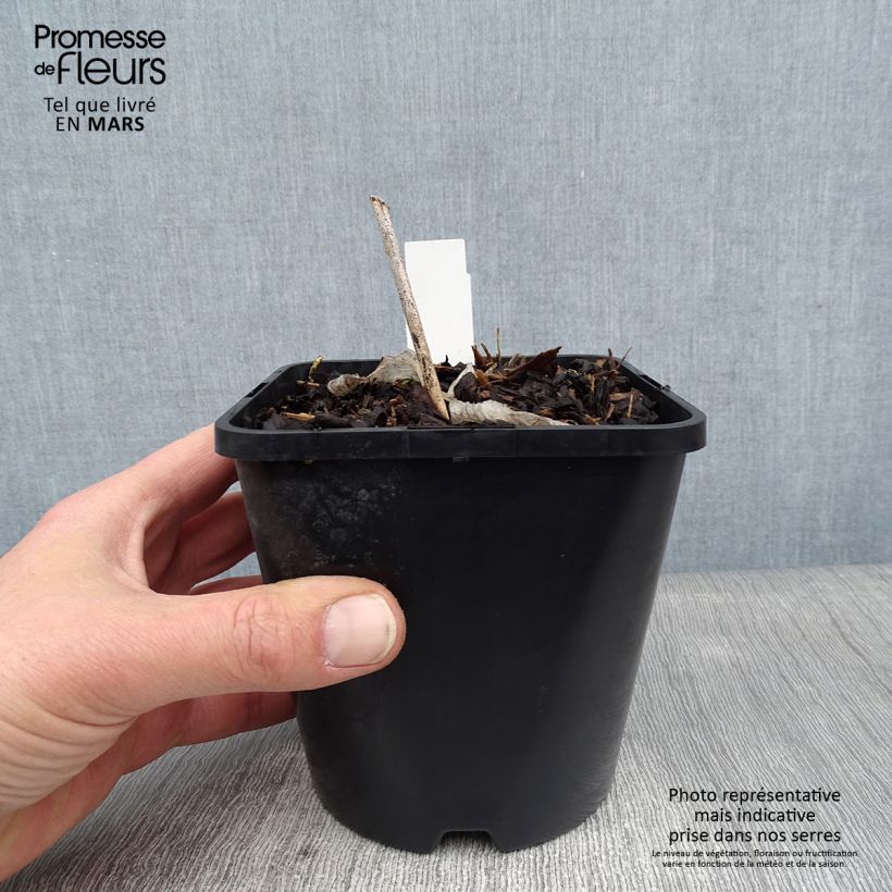 Amostra de Hosta Alligator Alley Pot de 1,5L/2L tal como entregue no inverno