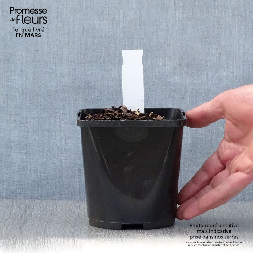 Amostra de Hosta Almost Vaso de 1,5 L/2 L tal como entregue na primavera