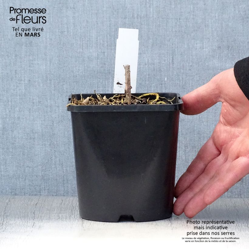 Amostra de Hosta Amalia Vaso de 1,5 L/2 L tal como entregue na primavera