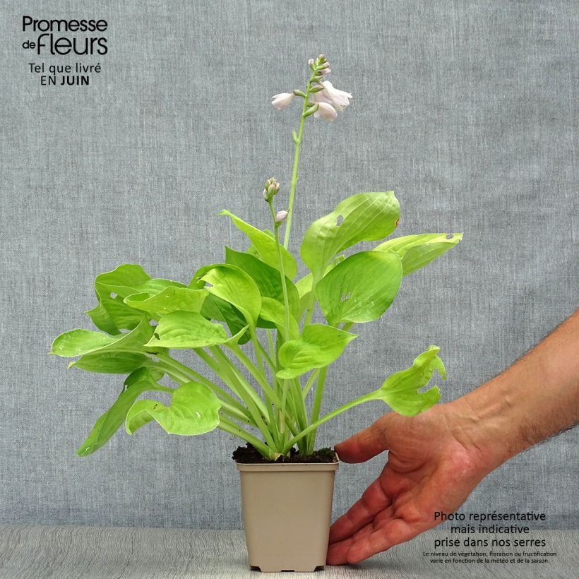 Amostra de Hosta August Moon Vaso de 8/9 cm tal como entregue no verão