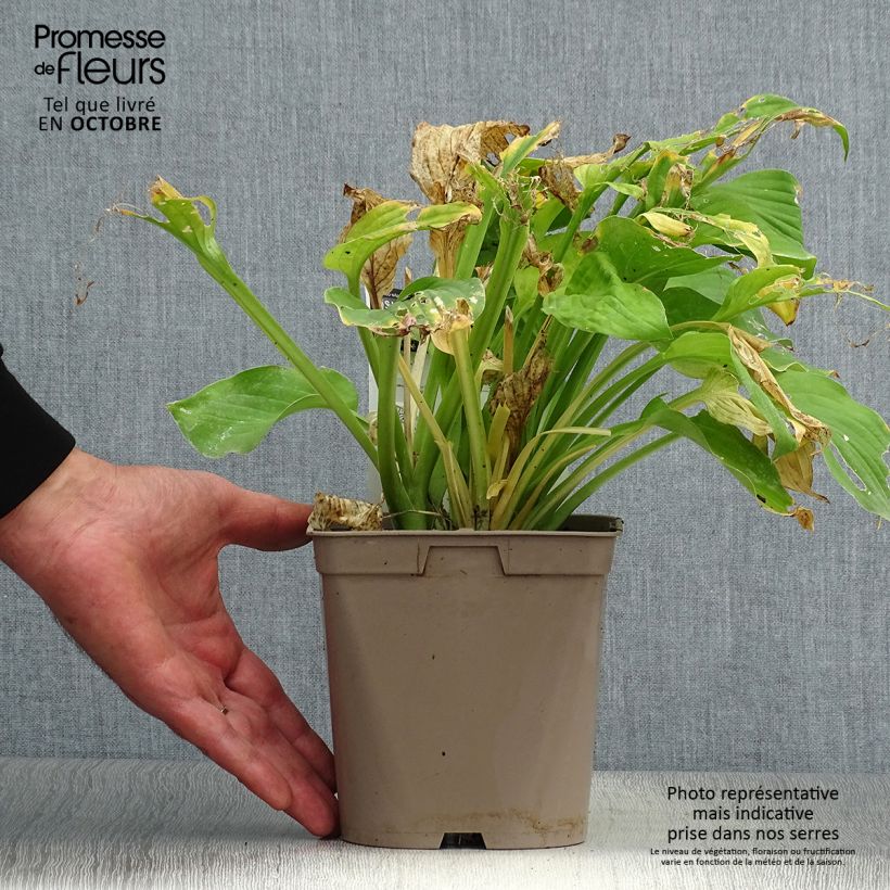 Amostra de Hosta August Moon Vaso de 2 L/3 L tal como entregue no outono