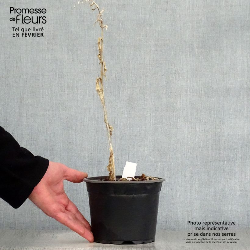 Amostra de Hosta August Moon Vaso de 2 L/3 L tal como entregue no inverno