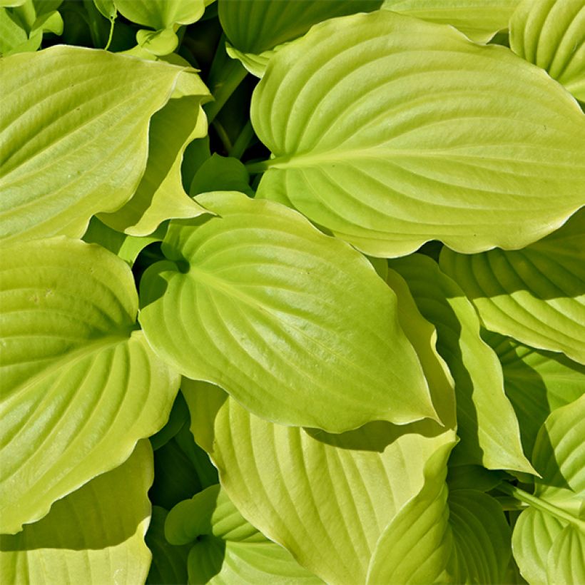 Hosta August Moon (Folhagem)