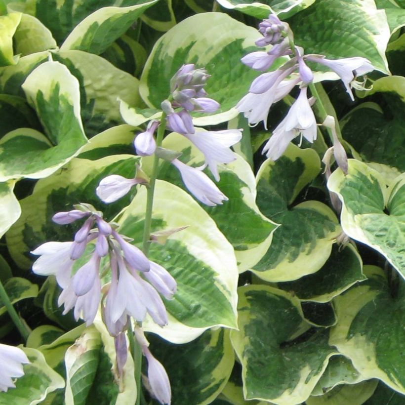 Hosta Austin Dickinson (Floração)