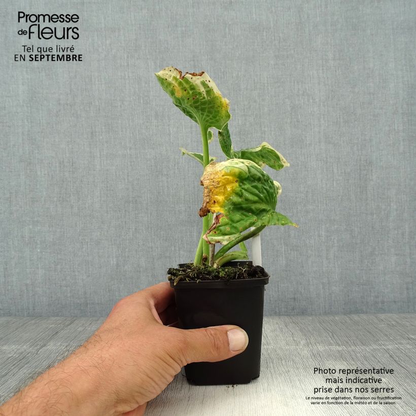 Amostra de Hosta Austin Dickinson Vaso de 8/9 cm tal como entregue no outono