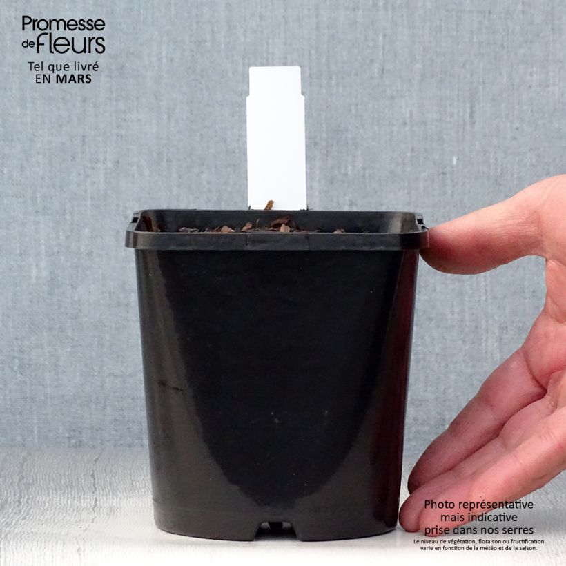 Amostra de Hosta Autumn Frost Vaso de 1,5 L/2 L tal como entregue na primavera