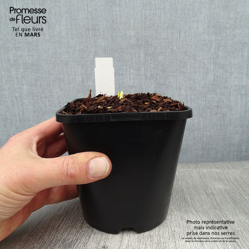 Amostra de Hosta Autumn Frost Vaso de 1,5 L/2 L tal como entregue no inverno