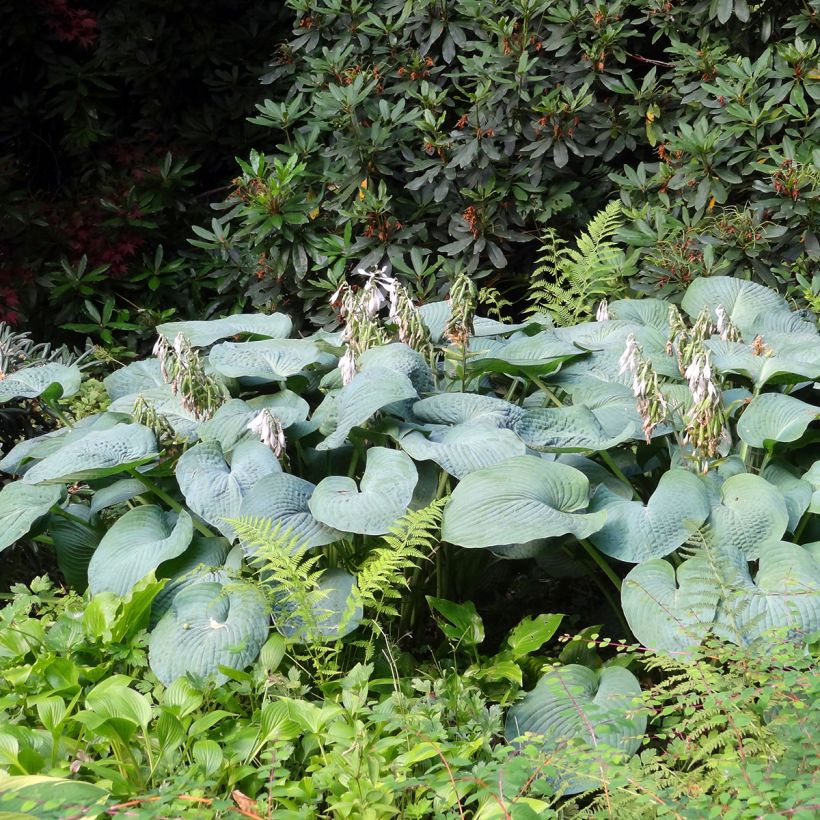Hosta Big Daddy (Hábito)