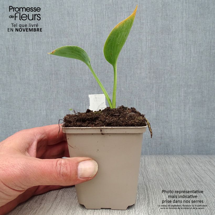 Amostra de Hosta Big Daddy Vaso de 8/9 cm tal como entregue no outono