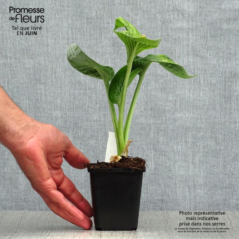 Amostra de Hosta Big Daddy Vaso de 8/9 cm tal como entregue no verão
