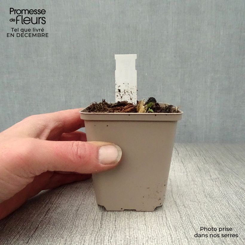 Amostra de Hosta Big Daddy Vaso de 8/9 cm tal como entregue no inverno