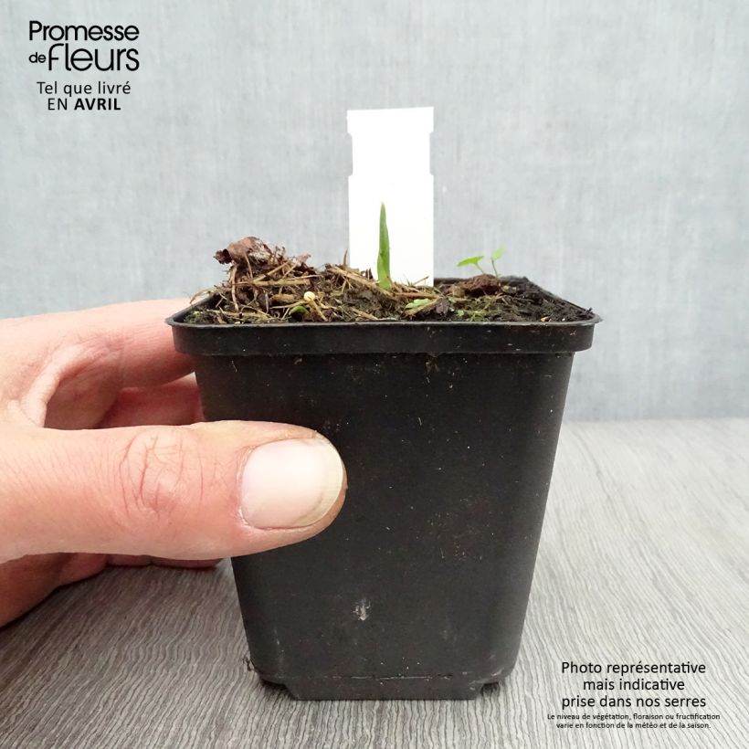 Amostra de Hosta Big Daddy Vaso de 8/9 cm tal como entregue na primavera