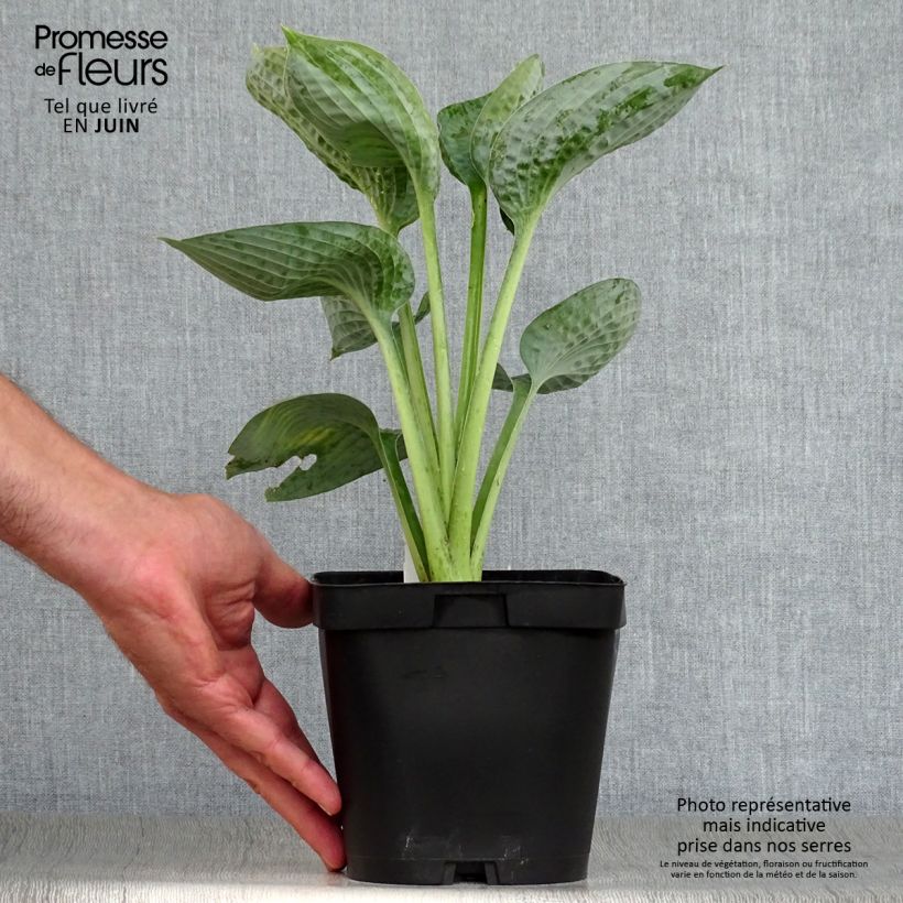 Amostra de Hosta Big Daddy Vaso de 2 L/3 L tal como entregue no verão
