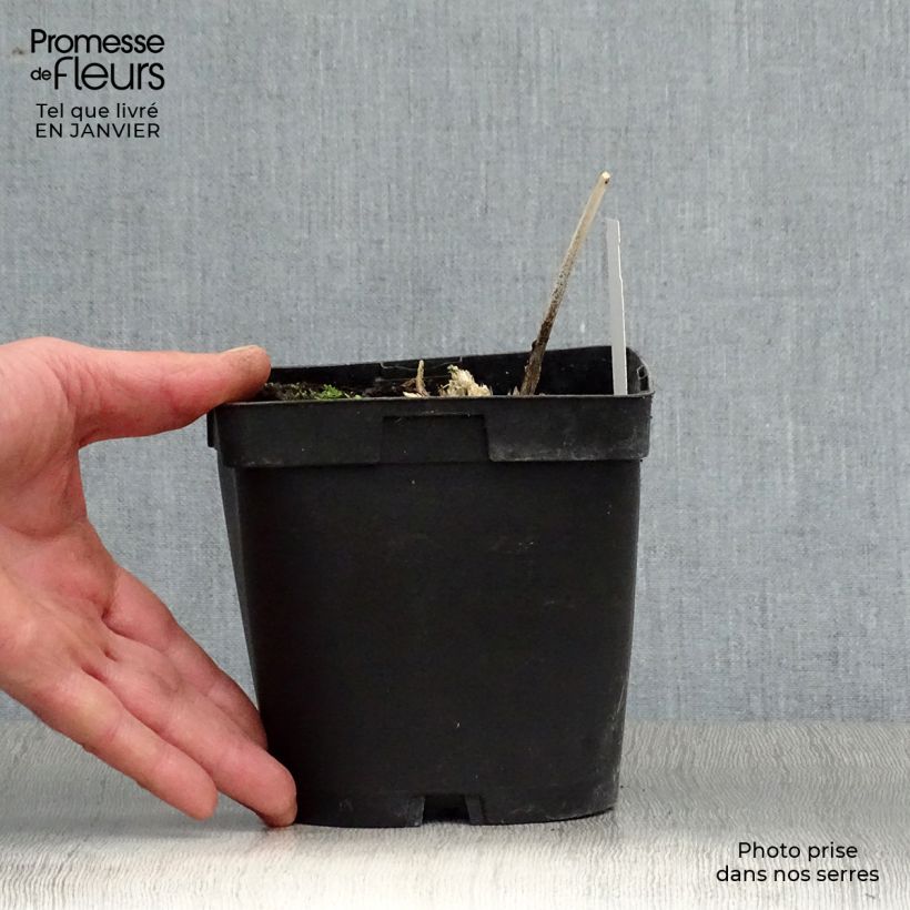 Amostra de Hosta Big Daddy Vaso de 2 L/3 L tal como entregue no inverno