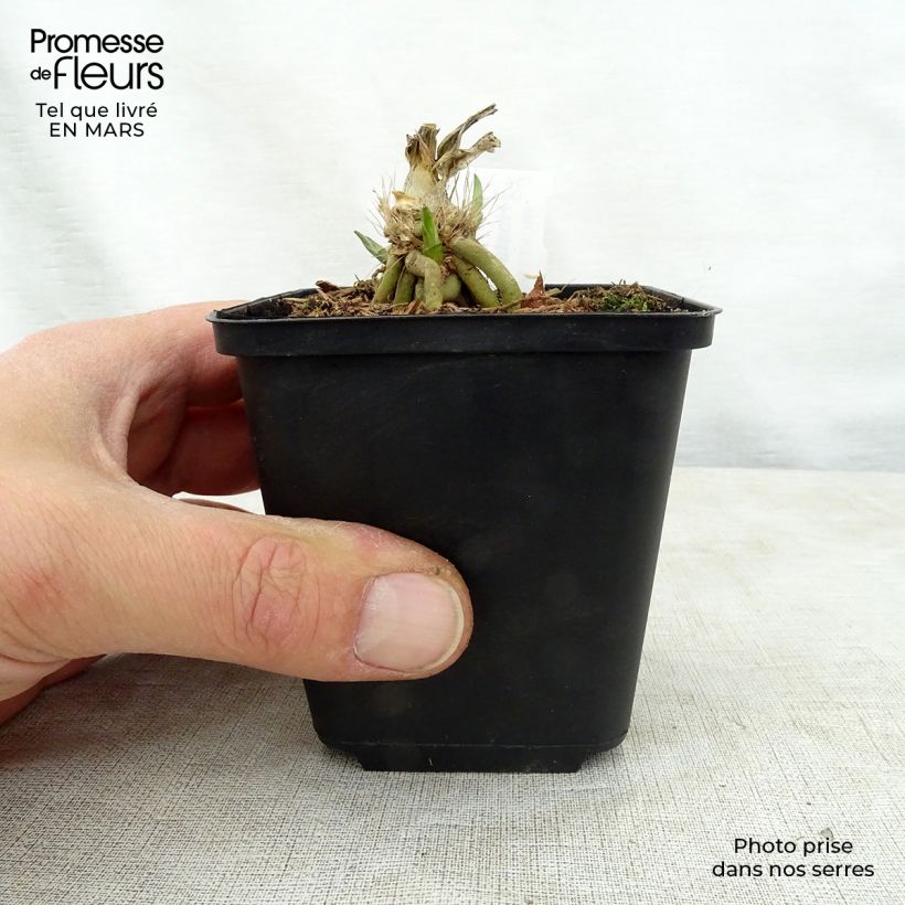 Amostra de Hosta Big Mama Vaso de 8/9 cm tal como entregue na primavera