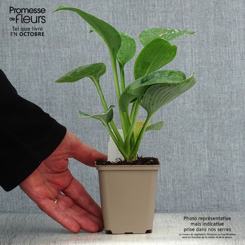 Amostra de Hosta Big Mama Vaso de 8/9 cm tal como entregue no outono