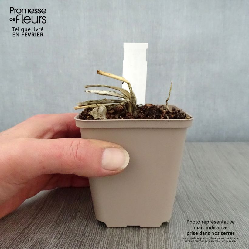 Amostra de Hosta Big Mama Godet de 8/9 cm tal como entregue no inverno