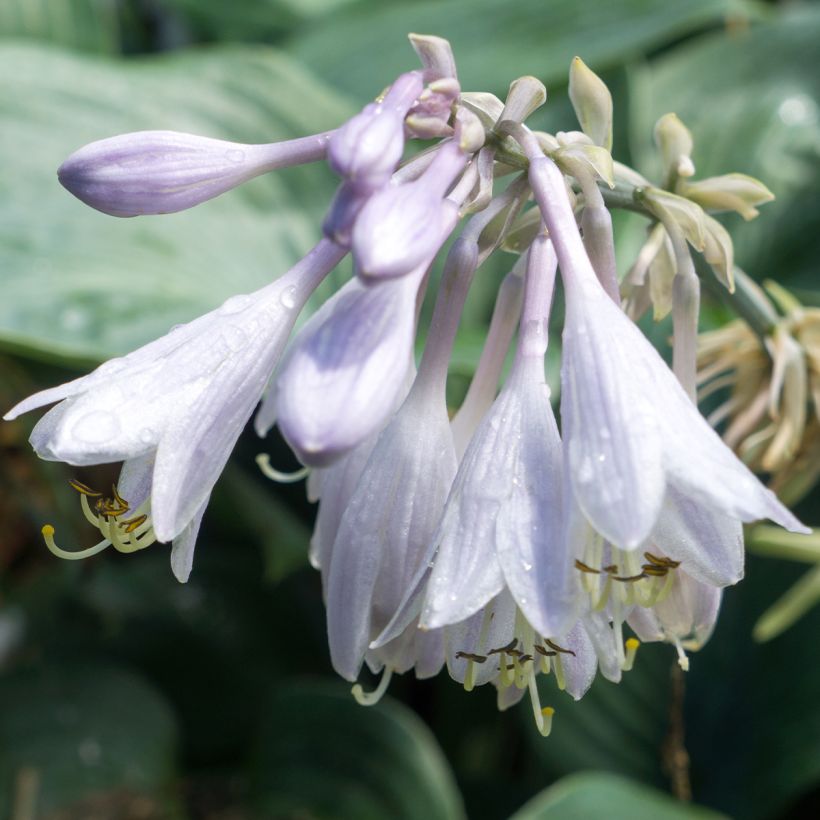 Hosta Blue Angel (Floração)