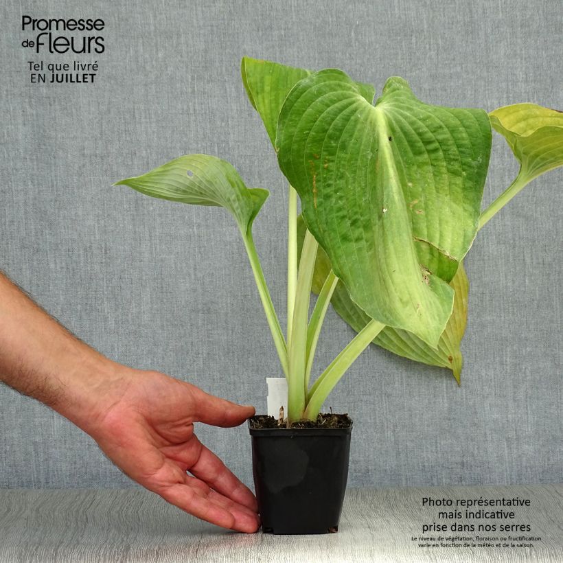 Amostra de Hosta Blue Angel Vaso de 8/9 cm tal como entregue no verão