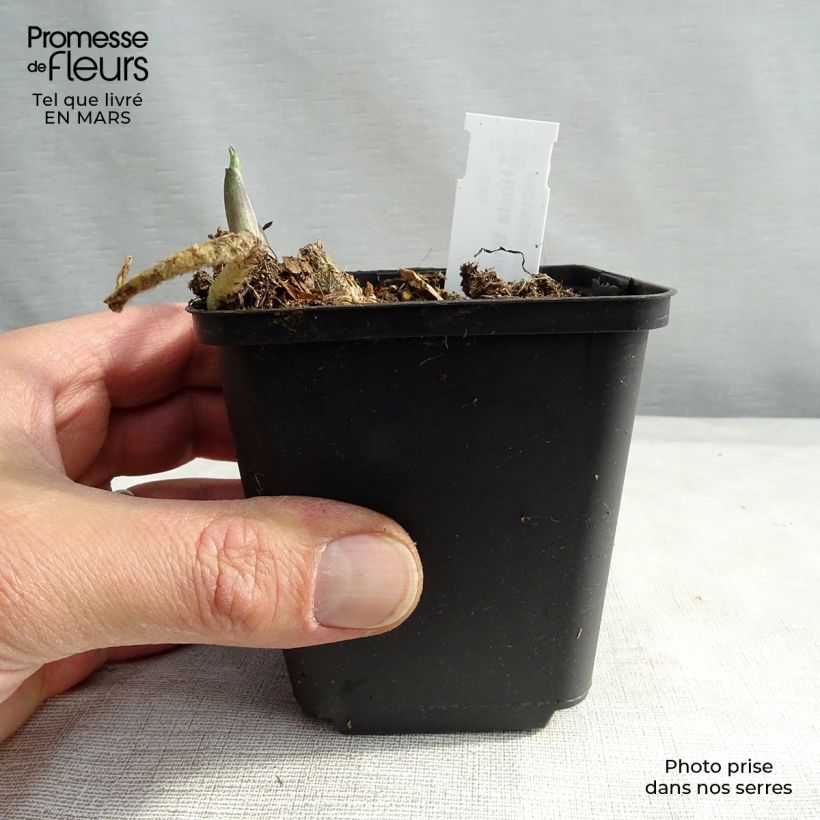 Amostra de Hosta Blue Angel Vaso de 8/9 cm tal como entregue na primavera