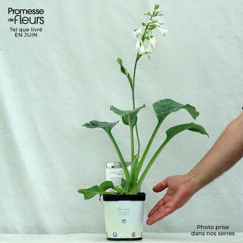 Amostra de Hosta Blue Angel Vaso de 1,5 L/2 L tal como entregue no verão
