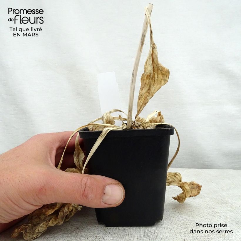 Amostra de Hosta Blue Cadet Vaso de 8/9 cm tal como entregue na primavera