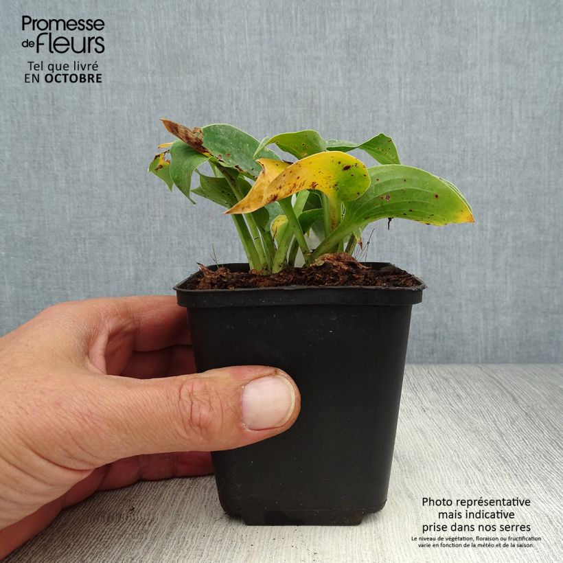Amostra de Hosta Blue Cadet Vaso de 8/9 cm tal como entregue no outono