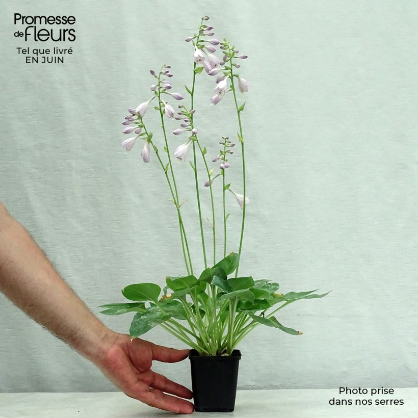 Amostra de Hosta Blue Cadet Vaso de 8/9 cm tal como entregue no verão