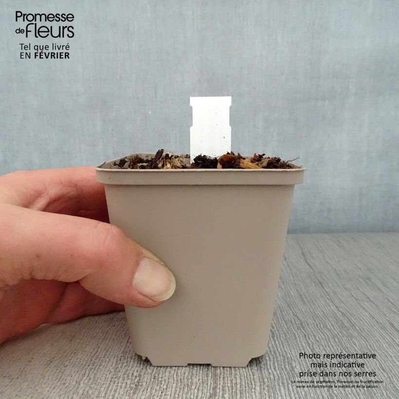 Amostra de Hosta Blue Cadet Vaso de 8/9 cm tal como entregue no inverno