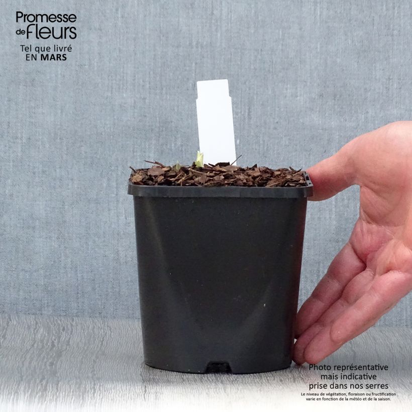 Amostra de Hosta Blue Flame Vaso de 1,5 L/2 L tal como entregue na primavera