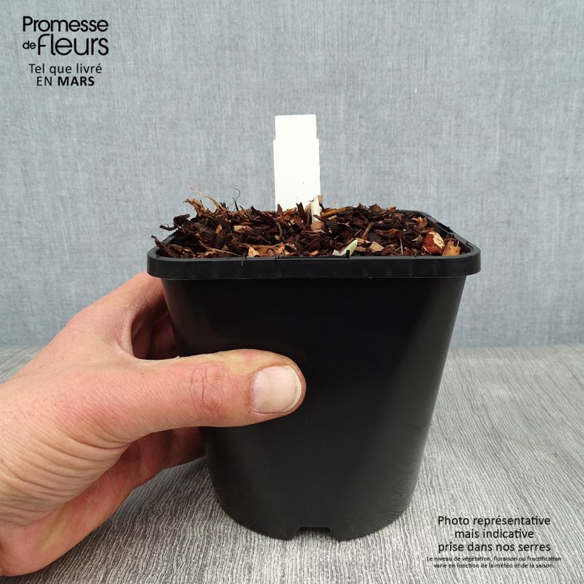 Amostra de Hosta Blue Flame Pot de 1,5L/2L tal como entregue no inverno