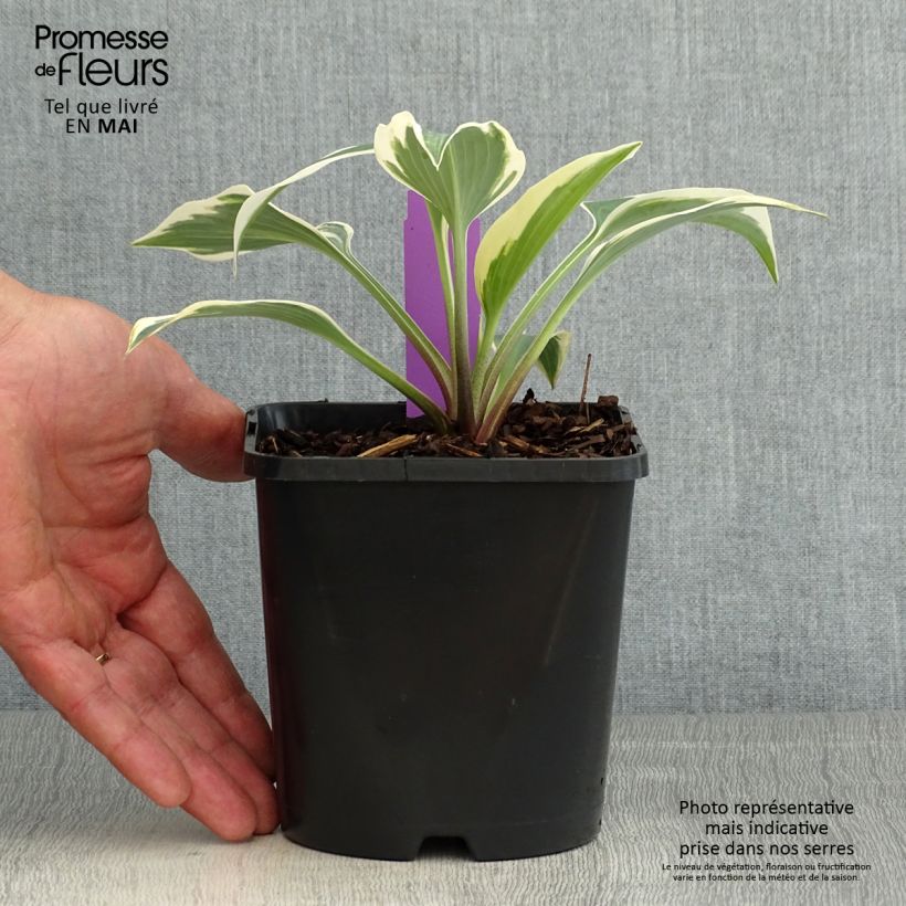 Amostra de Hosta tardiana Blue Ivory Vaso de 1,5 L/2 L tal como entregue na primavera