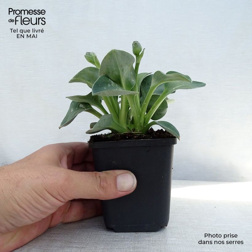 Amostra de Hosta Blue Mouse Ears Vaso de 8/9 cm tal como entregue na primavera