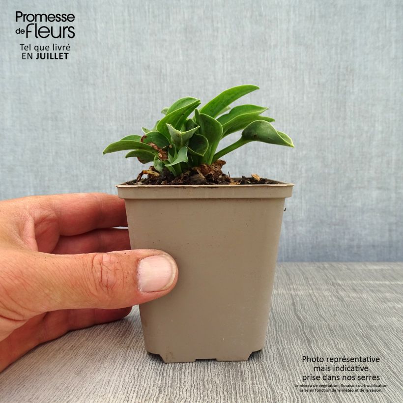 Amostra de Hosta Blue Mouse Ears Vaso de 8/9 cm tal como entregue no verão