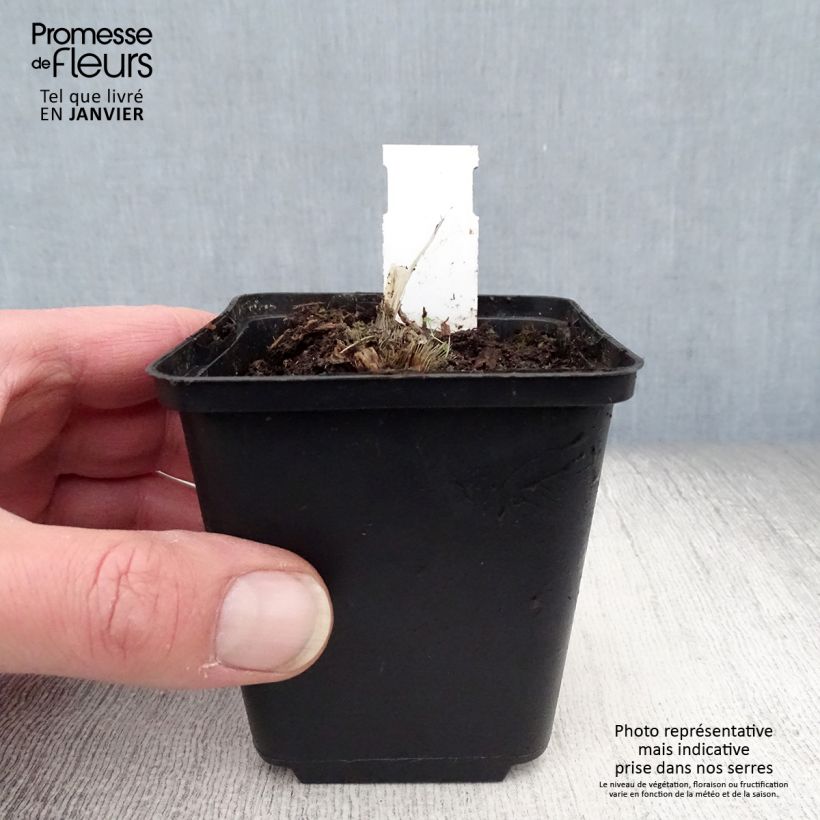 Amostra de Hosta Blue Mouse Ears Vaso de 8/9 cm tal como entregue no inverno