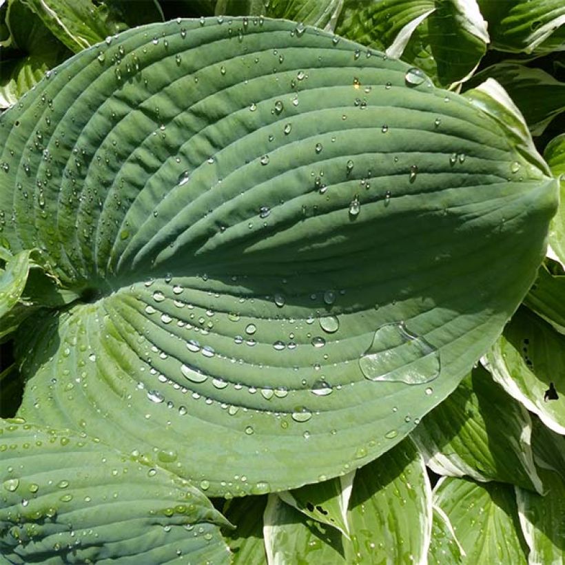 Hosta Blue Umbrellas (Folhagem)