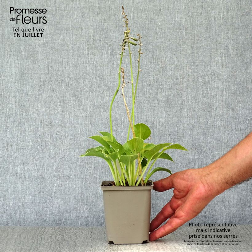 Amostra de Hosta Blue Umbrellas Vaso de 8/9 cm tal como entregue no verão