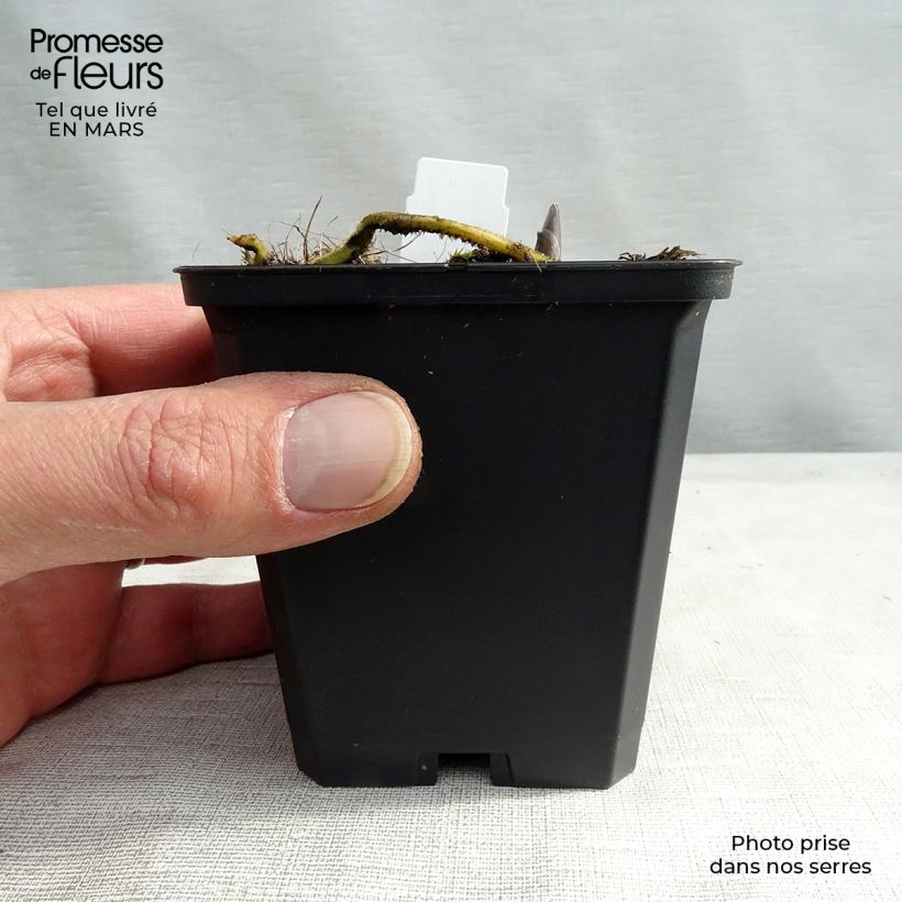 Amostra de Hosta Blue Umbrellas Vaso de 8/9 cm tal como entregue no inverno