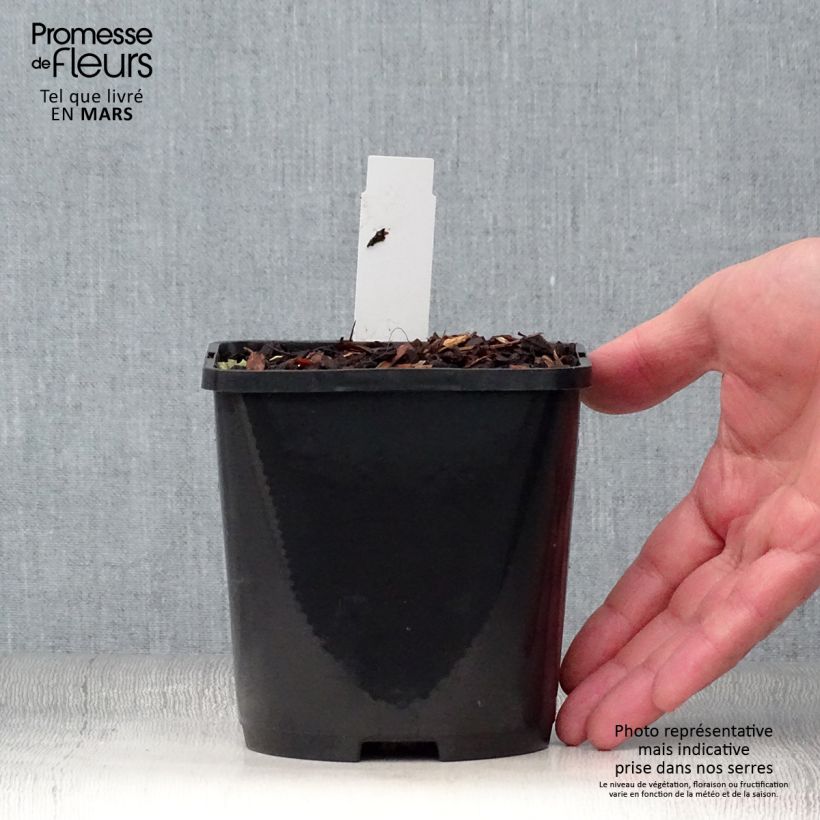 Amostra de Hosta sieboldiana Blue Vision Vaso de 1,5 L/2 L tal como entregue na primavera